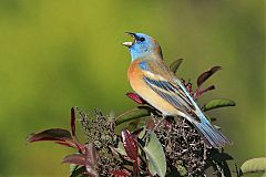 Lazuli Bunting